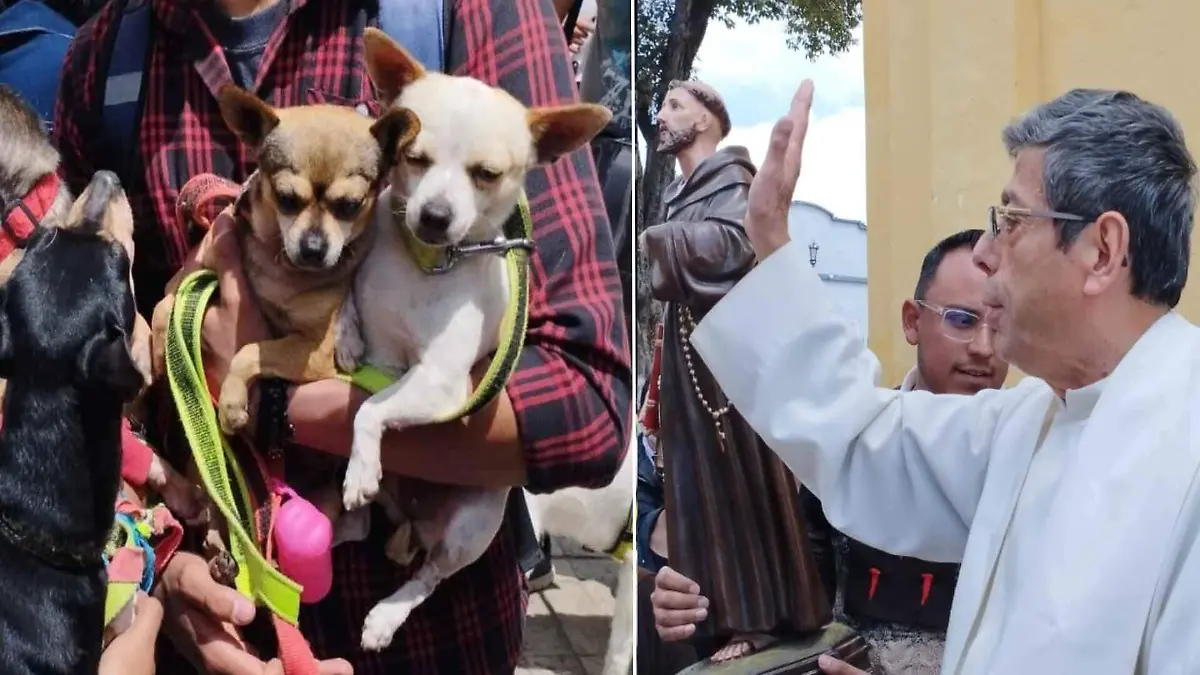 portada perritos